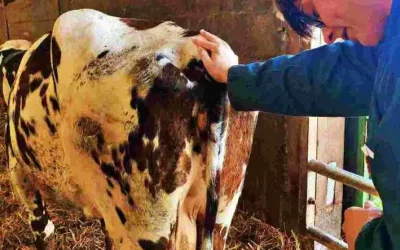 Articles 3 Ostéopathe vache laitière : améliorer le confort et les performances du troupeau