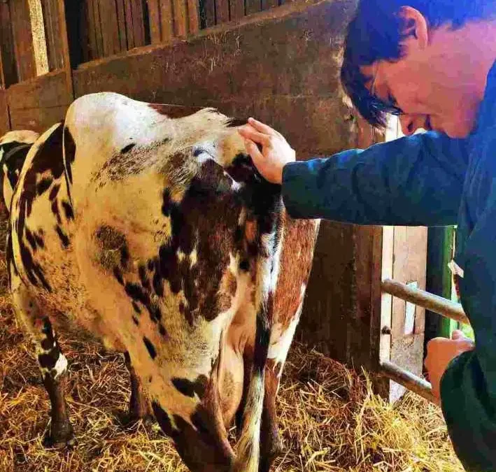 Ostéopathe vache laitière : améliorer le confort et les performances du troupeau