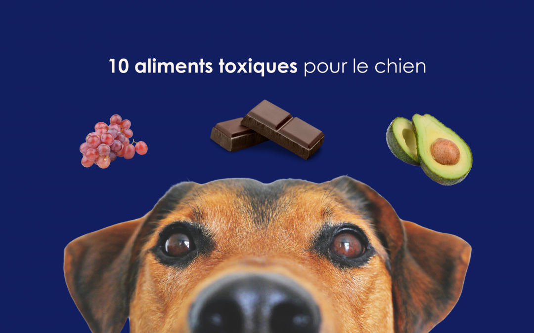 10 aliments toxiques pour le chien
