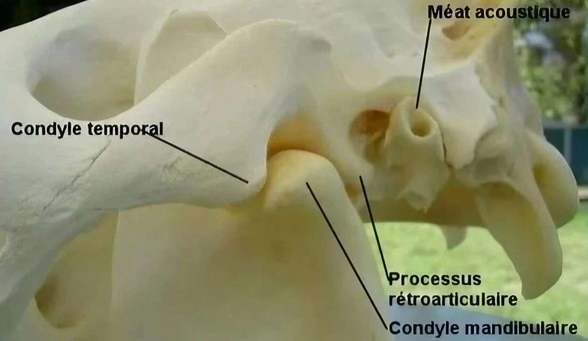 Langage de l'ostéopathe animalier : l'articulation temporo-mandibulaire