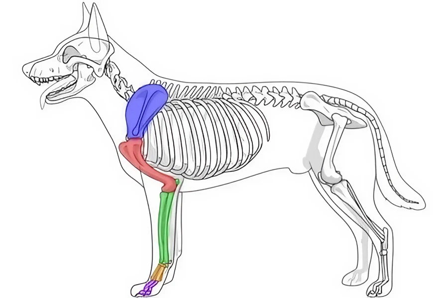 Langage de l'ostéopathe animalier : le squelette des membres antérieurs