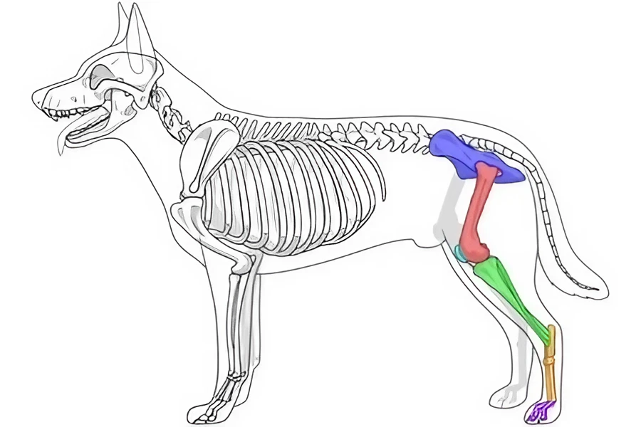 Langage de l'ostéopathe animalier : le squelette des membres postérieurs