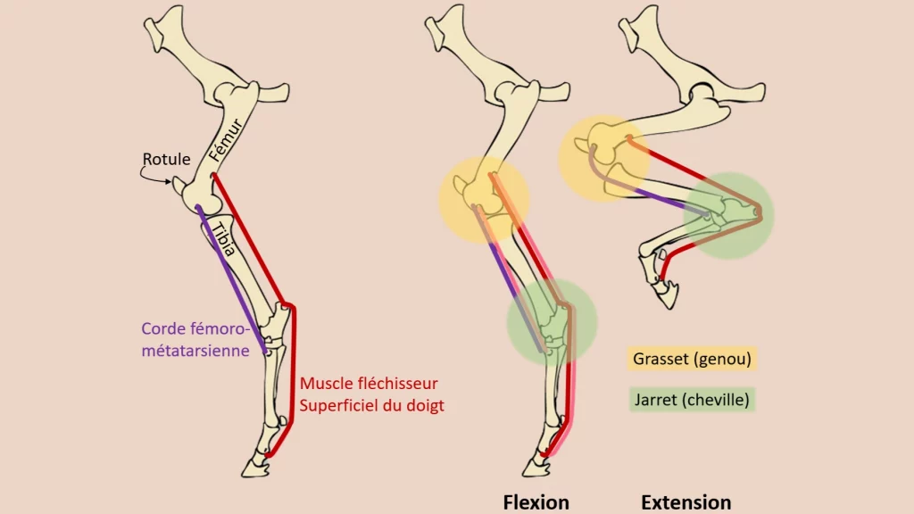 Anatomie de l'appareil réciproque du cheval