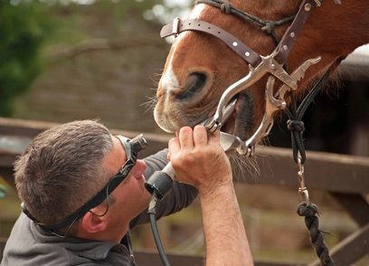 Dentiste équin contrôlant la table dentaire d'un cheval
