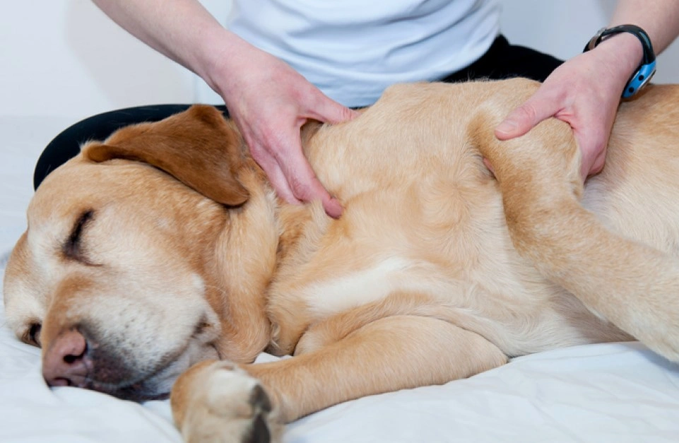 Massage de l'épaule d'un chien