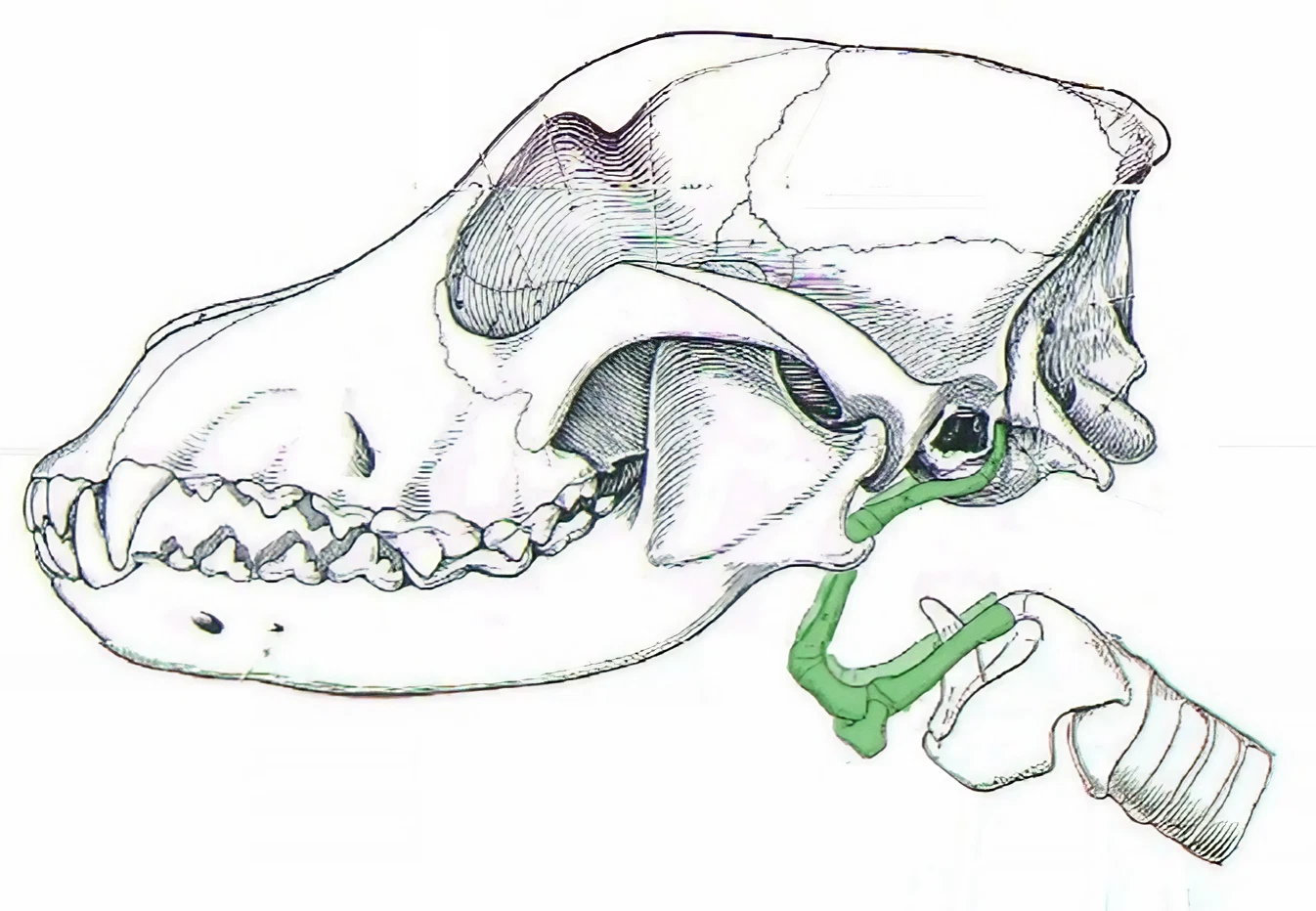 Langage de l'ostéopathe animalier : l'os hyoïde
