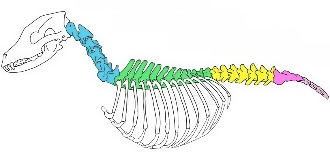 Langage de l'ostéopathe animalier : la colonne vertébrale