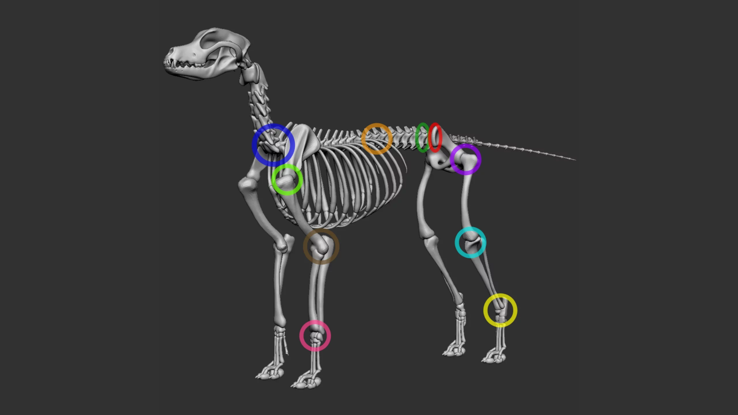 Langage de l'ostéopathe animalier : les principales articulations du corps