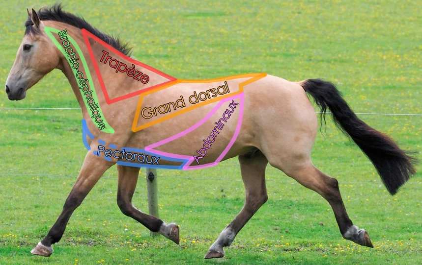 Langage de l'ostéopathe animalier : les principaux muscles du cheval 1