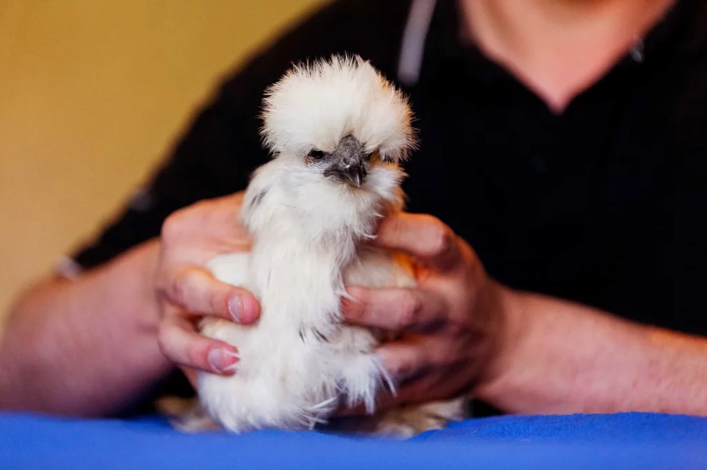 Cocotte Le cabinet Osteopathes pour animaux Sarthe Laurie et David MENU