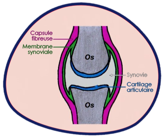 Le crac en ostéopathie - Articulation synoviale