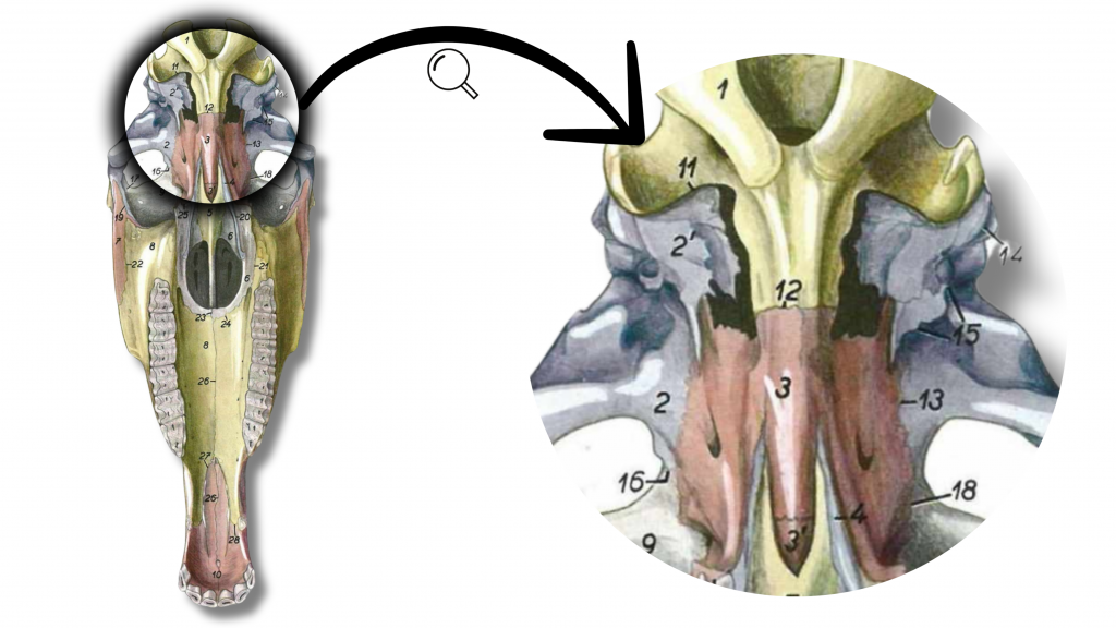 Anatomie de la symphyse sphéno-basilaire (SSB), clé de voûte de l'ostéopathie crânienne
