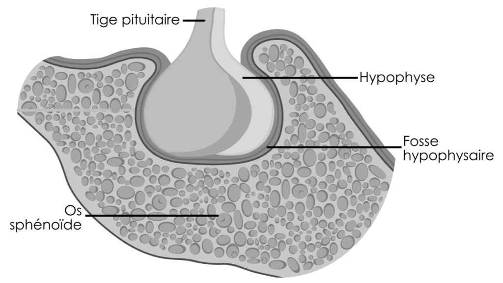 Anatomie de la symphyse sphéno-basilaire (SSB), clé de voûte de l'ostéopathie crânienne
