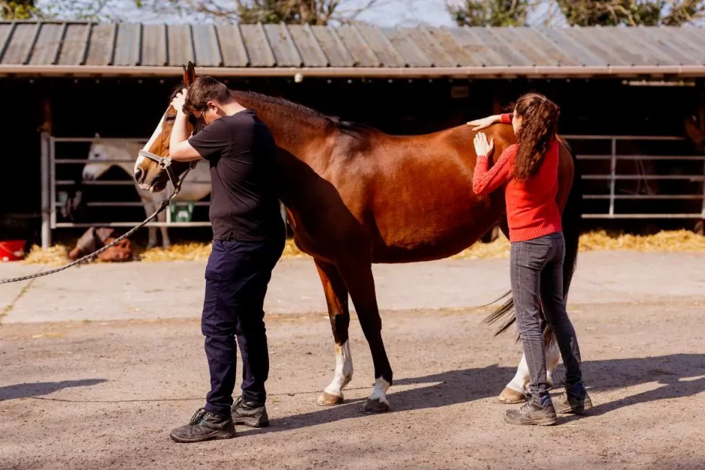 Ostéopathe animalier Beaugency 4 Cheval Laurie et David Les prestations Osteopathes pour animaux Sarthe Laurie et David MENU 1024x683 1 1 1 1 1 2