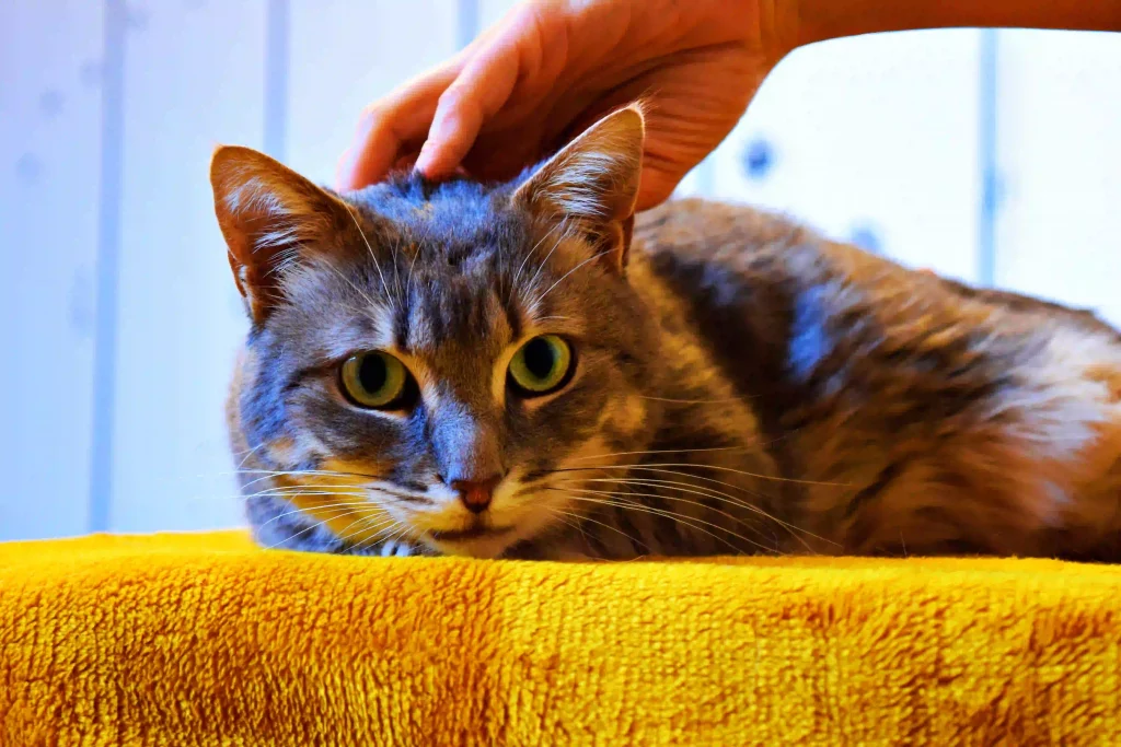 Papaye2 Le cabinet Osteopathes pour animaux Sarthe Laurie et David MENU 1024x683 1 2