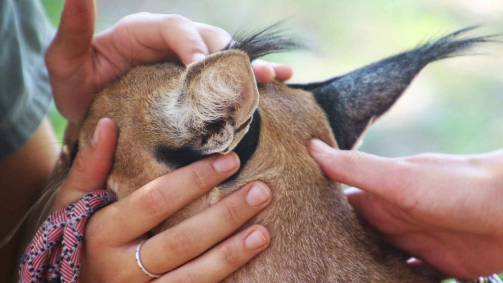 Pourquoi faire appel a un osteopathe animalier a Montoire 1024x576 1 1 2 1 1 1