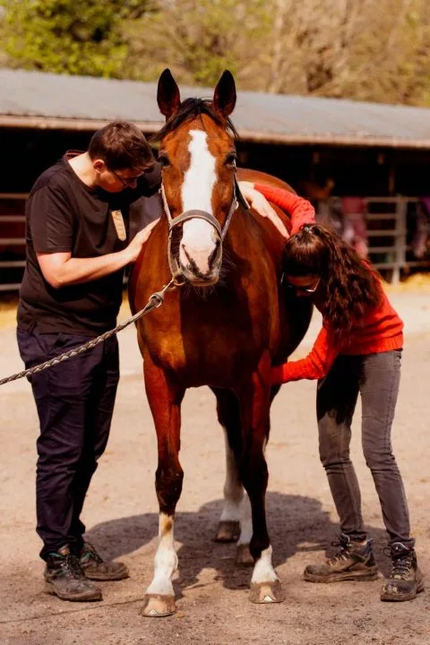 Laurie-et-David-Collaboration-Osteopathes-pour-animaux-Sarthe-Laurie-et-David-MENU Laurie et David Collaboration Osteopathes pour animaux Sarthe Laurie et David MENU 1