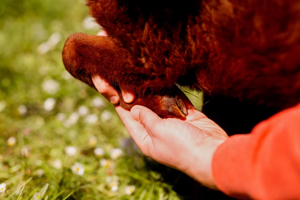Ostéopathe animalier dans le Loiret 8 Osteopathe animalier Le Mans quat