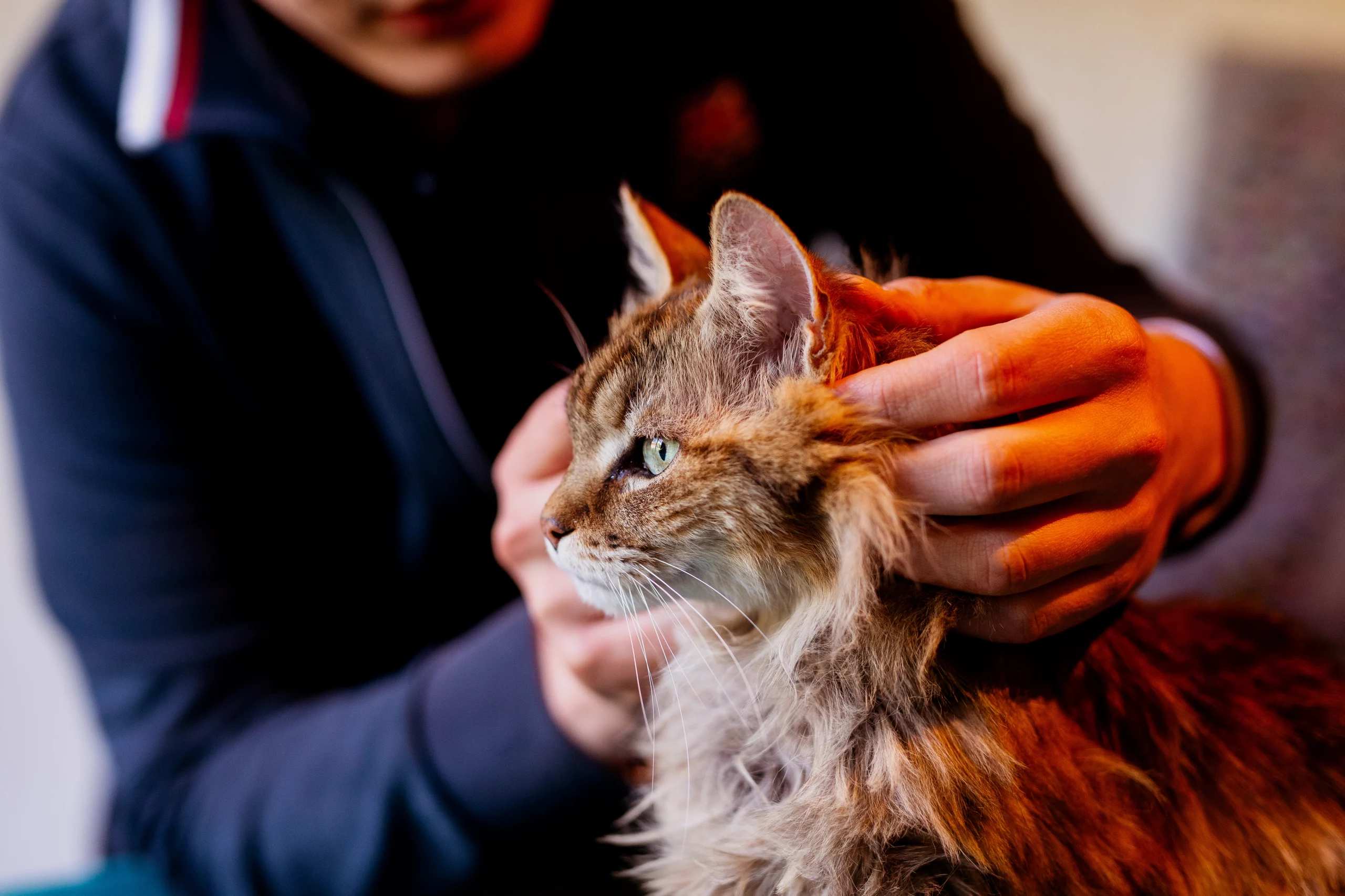 Osteopathe animalier Le Mans scaled