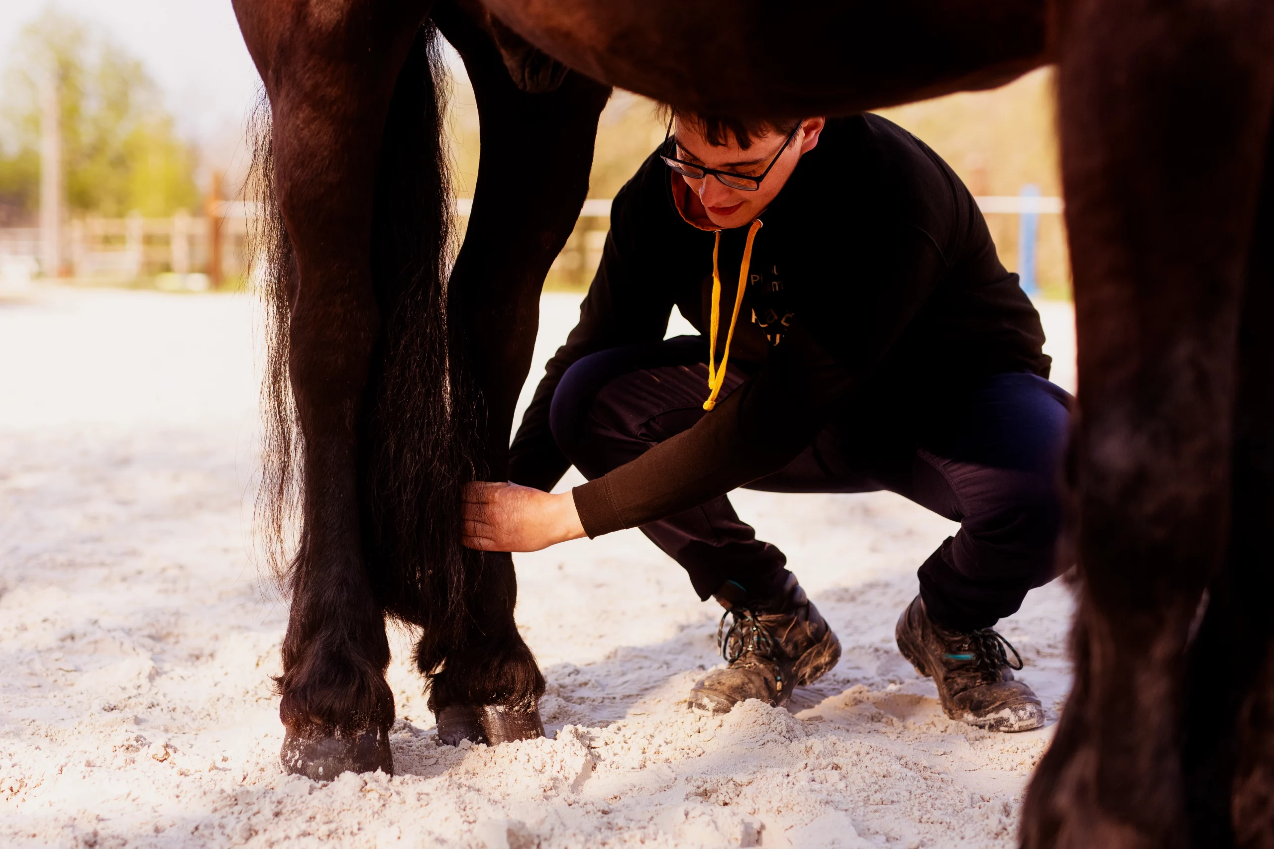 Osteopathe animalier Le Mans ter scaled