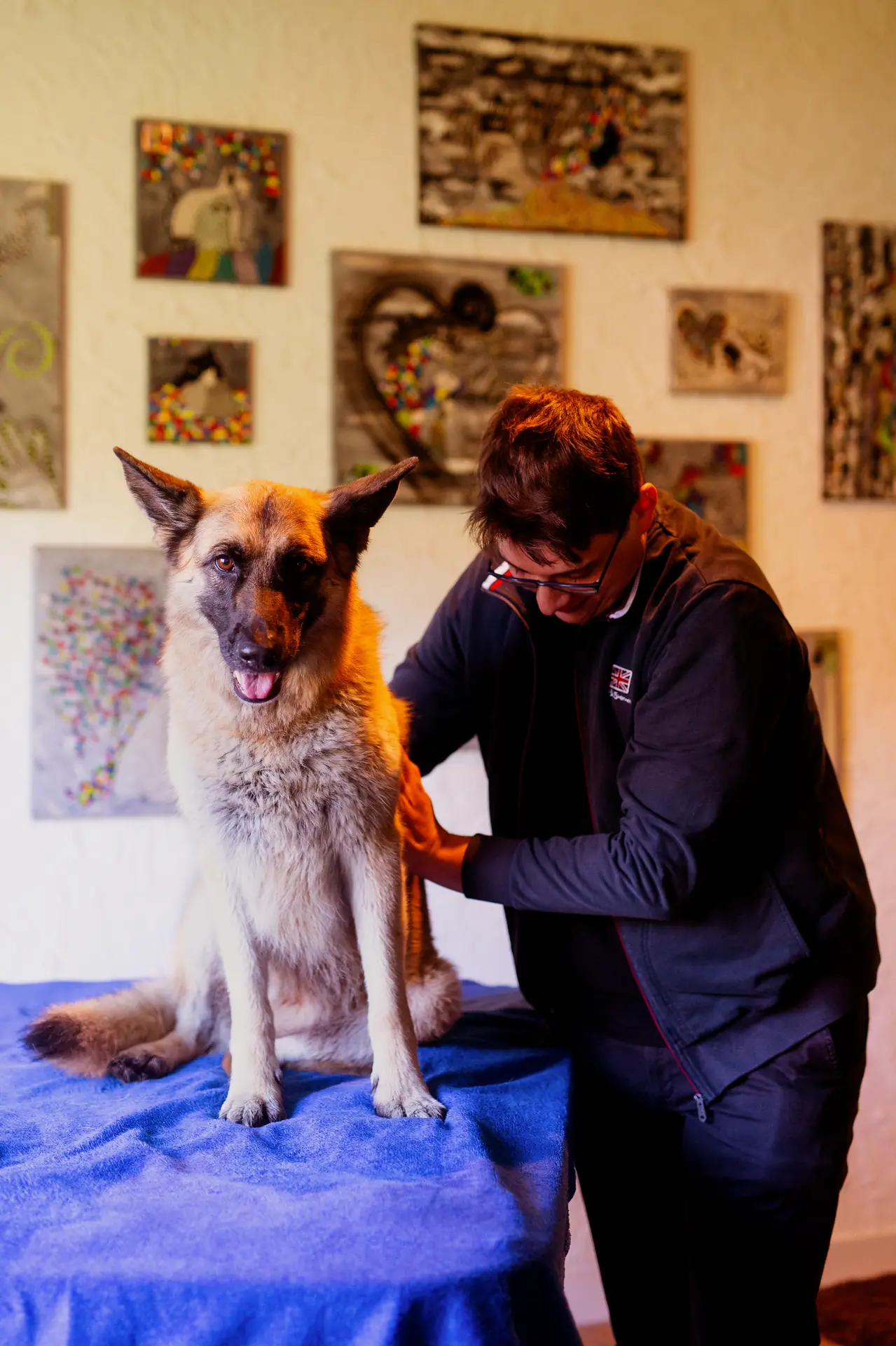 Séance d'ostéopathie sur un chien âgé pour accompagner son vieillissement