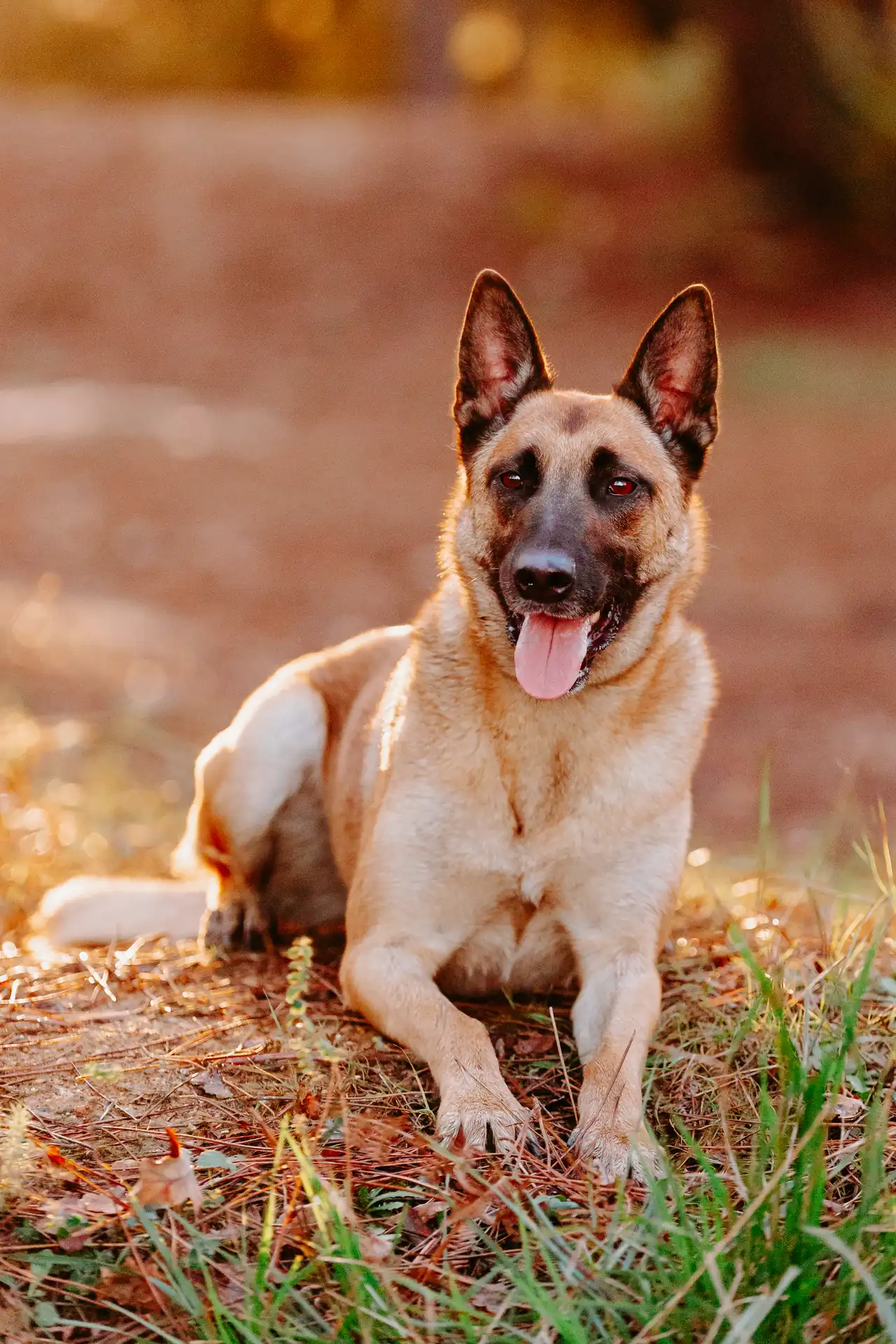 Chien de travail en extérieur, attentif dans un environnement naturel