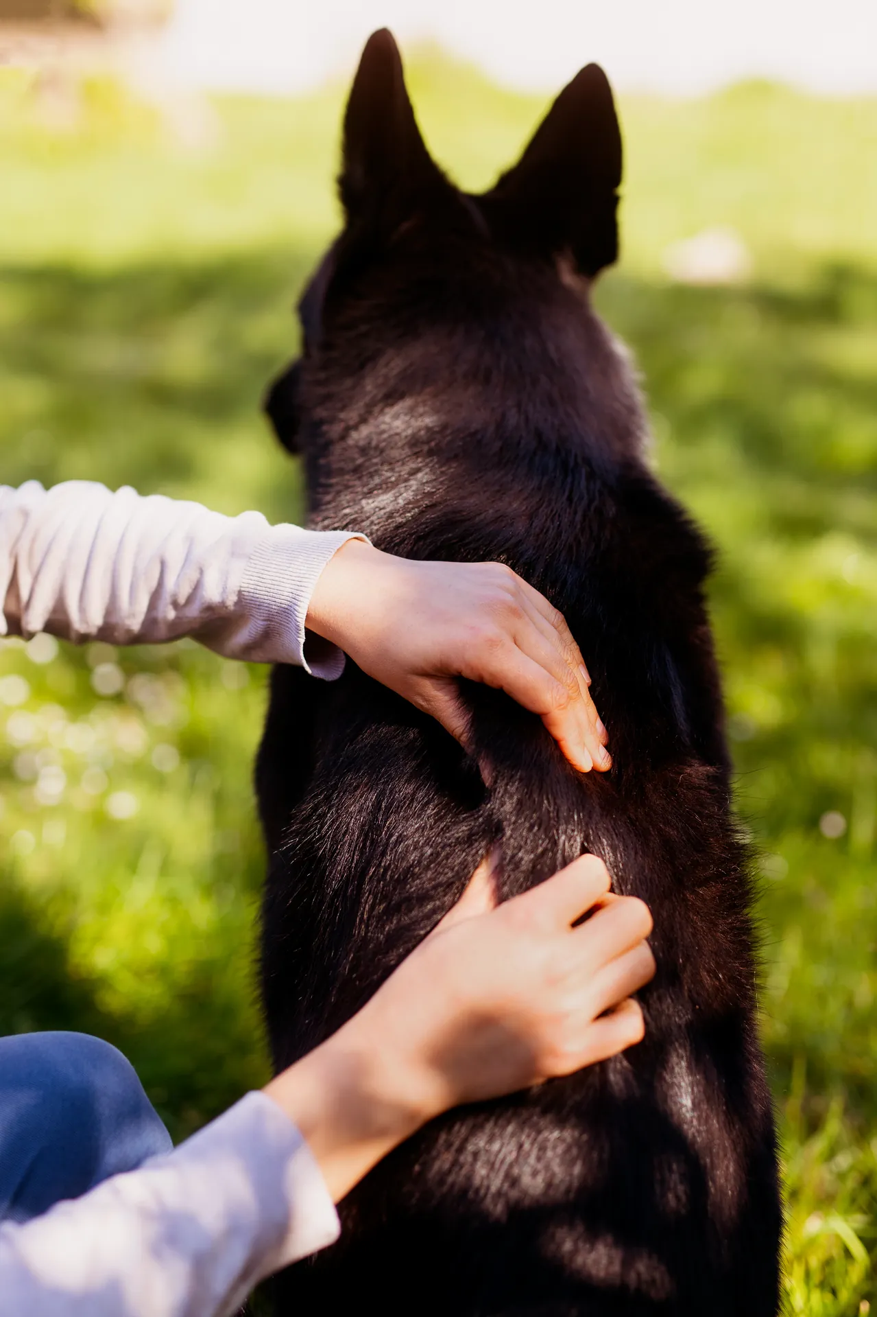 Dysplasie de la hanche chez le chien : symptômes, prise en charge et rôle de l'ostéopathie 5 Chien de grande race en extérieur sur l'herbe, activité physique adaptée