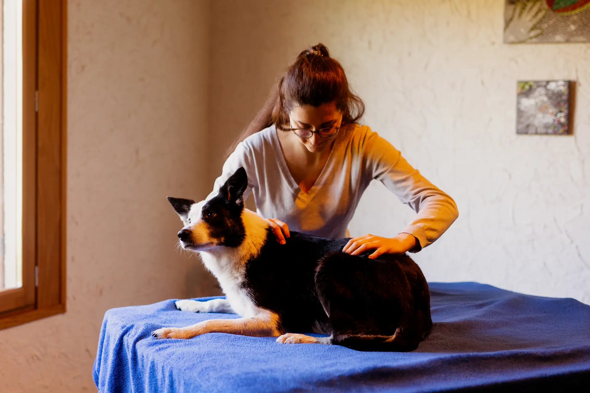 Vieux chien observé lors d'un bilan ostéopathique pour repérer les signes de gêne