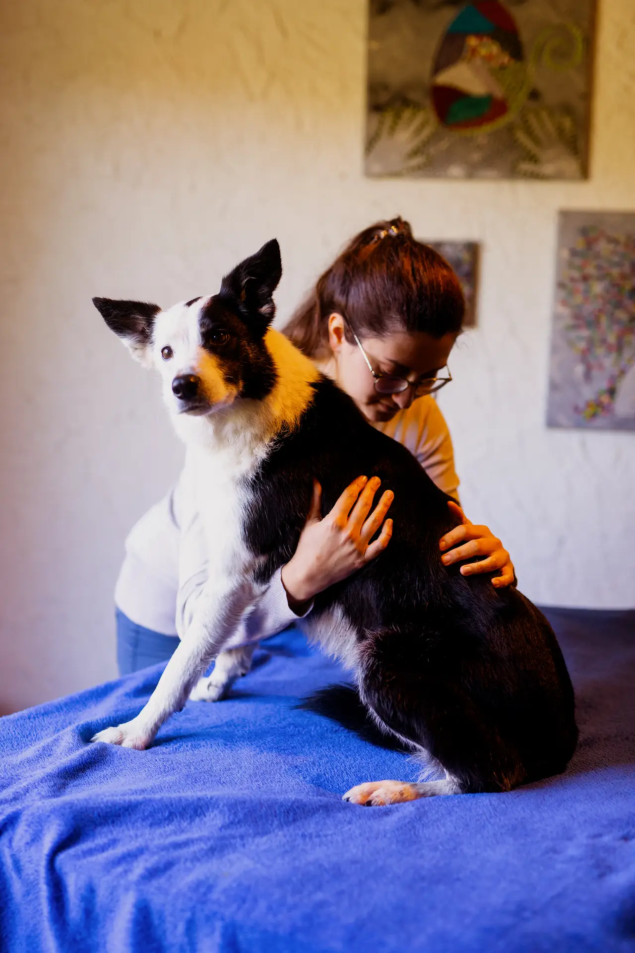 Ostéopathe chiot : pourquoi, quand et comment consulter 2 Jeune chien couché lors d'un examen ostéopathique