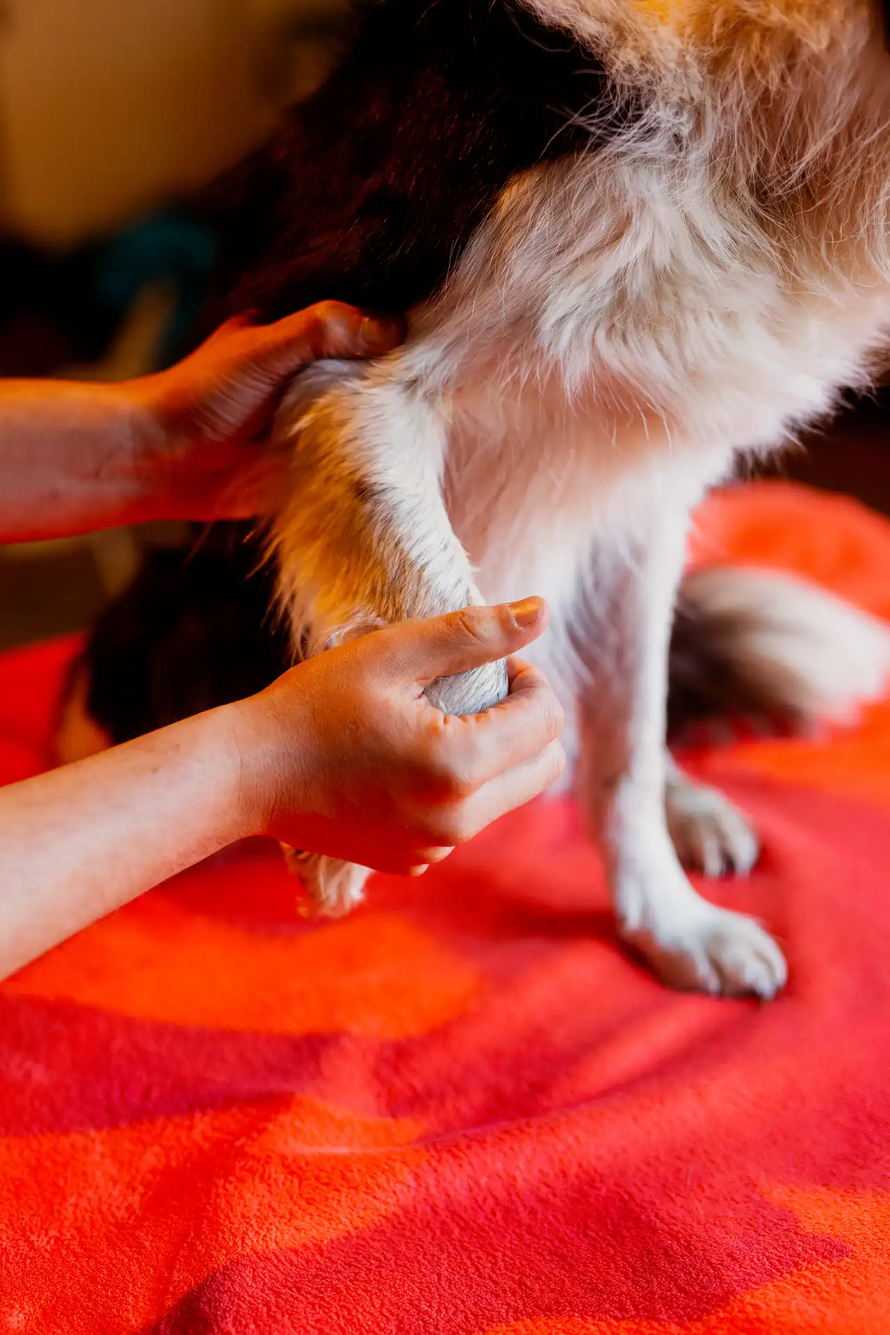 Ostéopathe animalier en palpation du dos d'un border collie