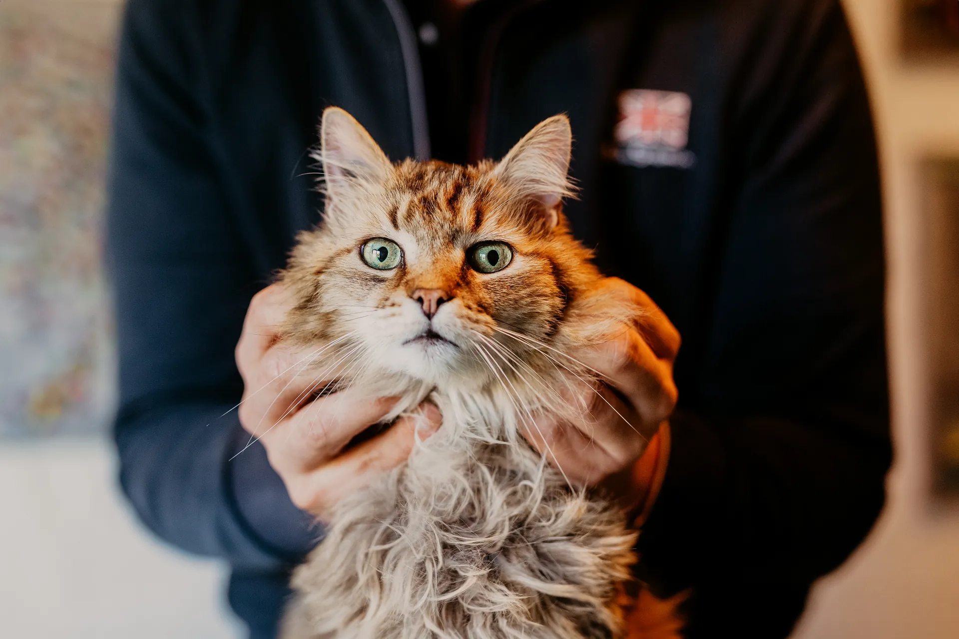 Séance de soin ostéopathique apaisée sur un chat Maine Coon