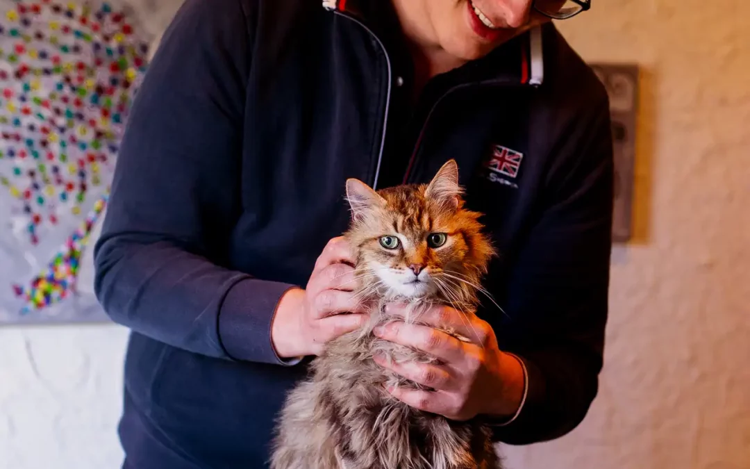 Ostéopathe pour chat âgé : redonner du confort à votre senior