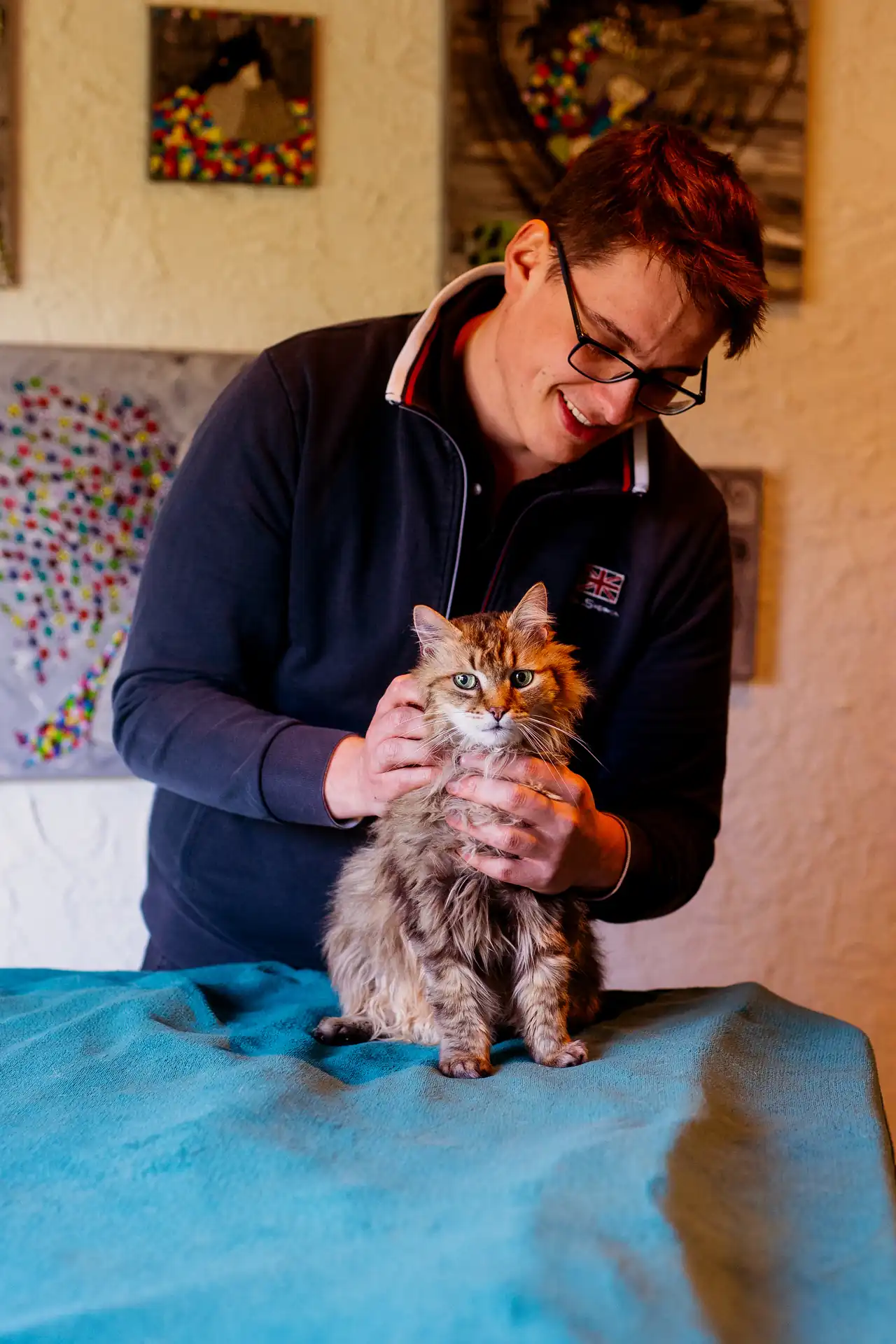 Chat Maine Coon installé sur la table de soin pour une consultation d'ostéopathie