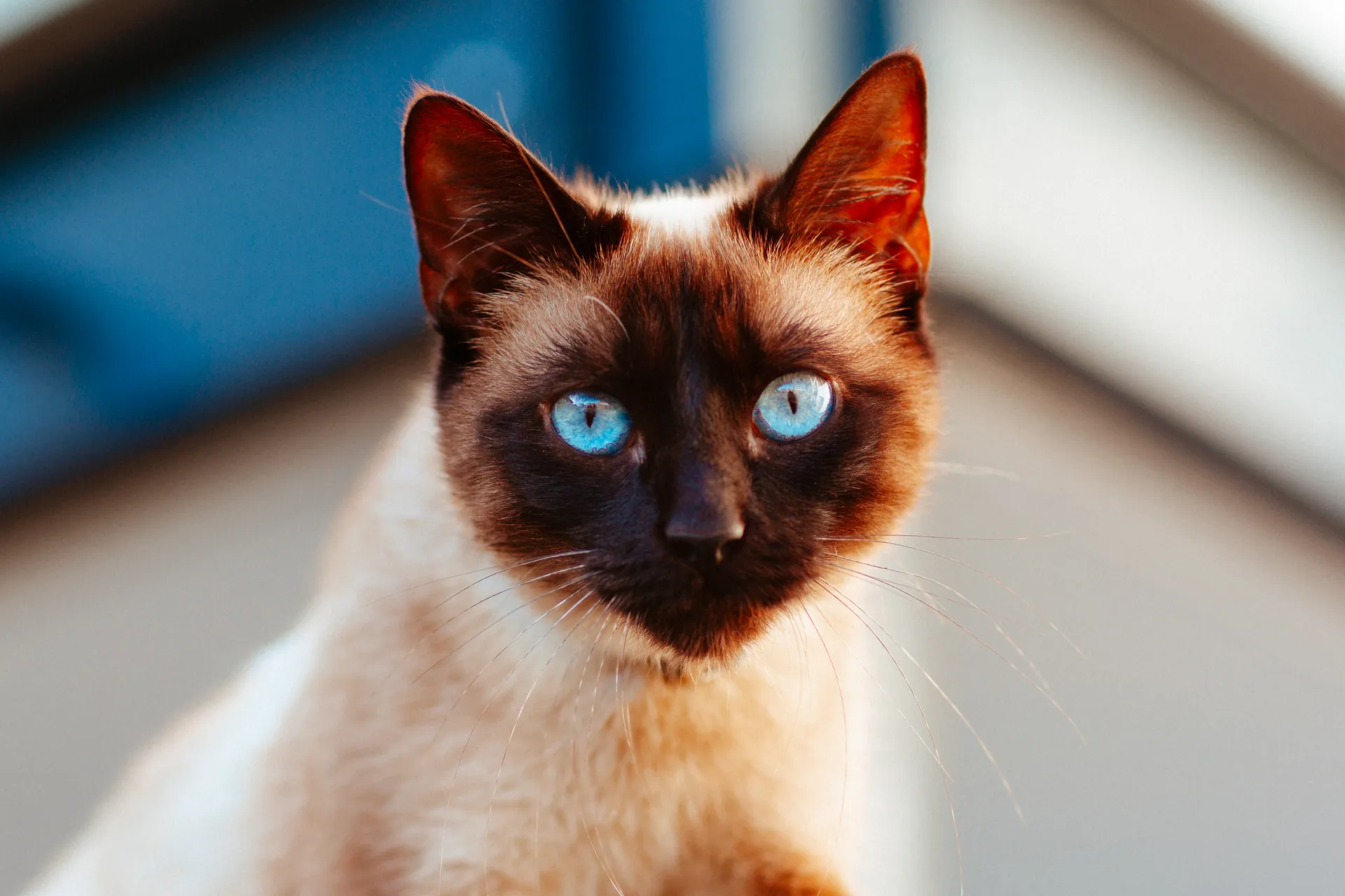 Portrait d'un chat siamois attentif