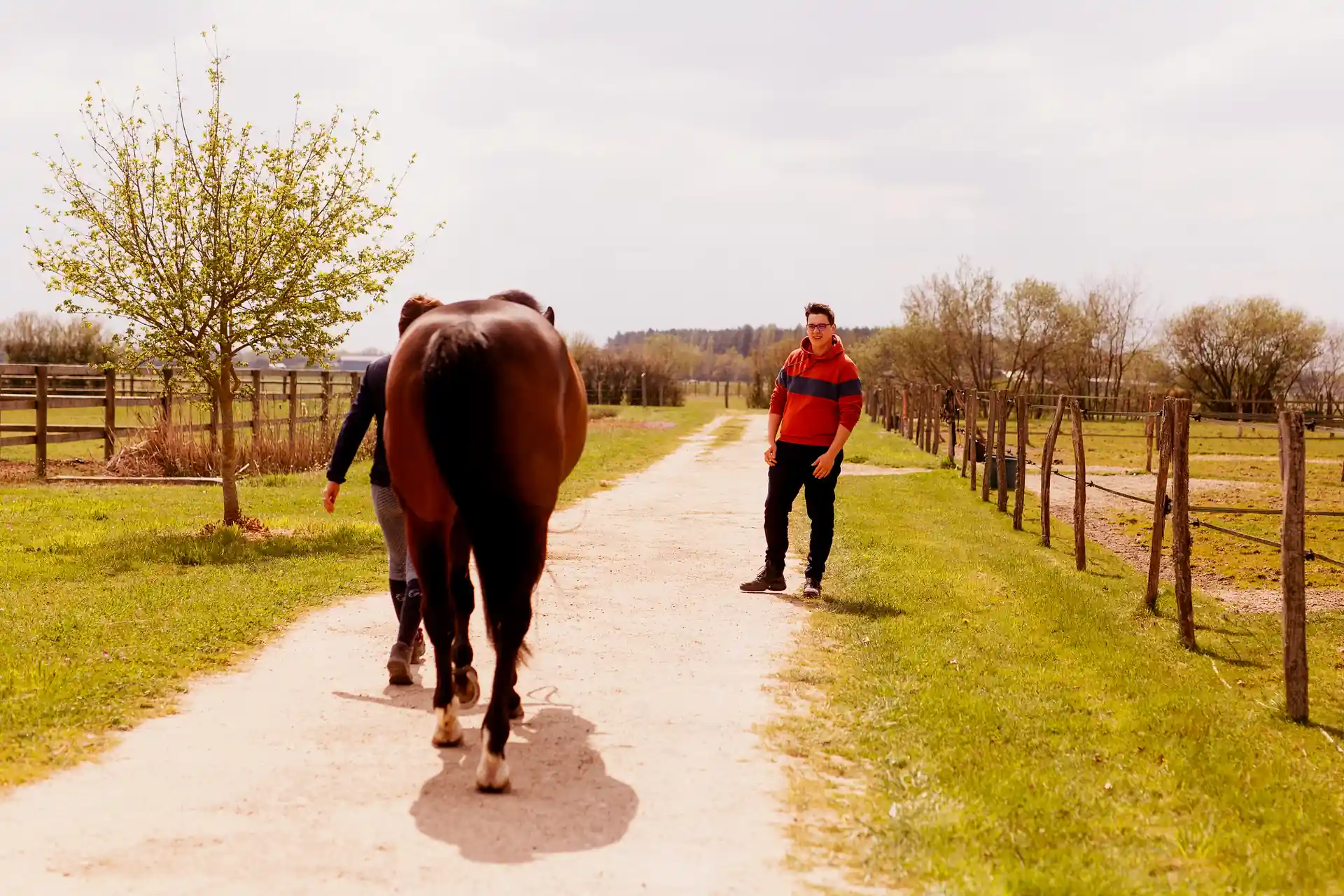 Cheval bai au regard attentif, signe possible d'inconfort ou de douleur dorsale