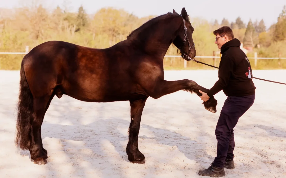 Ostéopathe cheval de sport : optimiser performance et bien-être en CSO et dressage