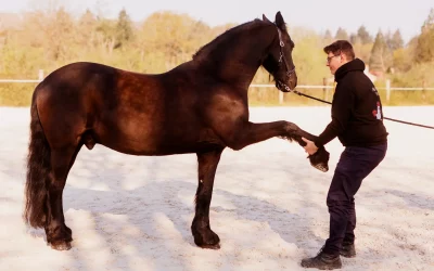 Articles 2 Ostéopathe cheval de sport : optimiser performance et bien-être en CSO et dressage