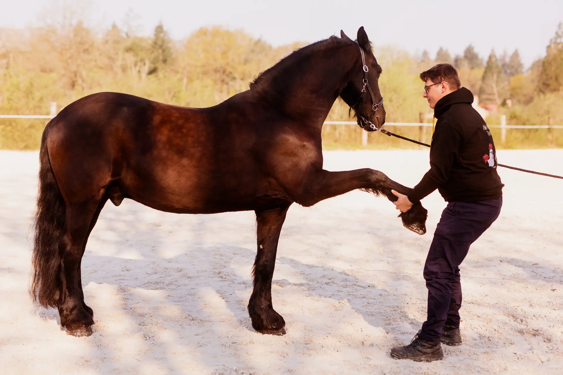Ostéopathe animalier examinant un cheval de sport en manège