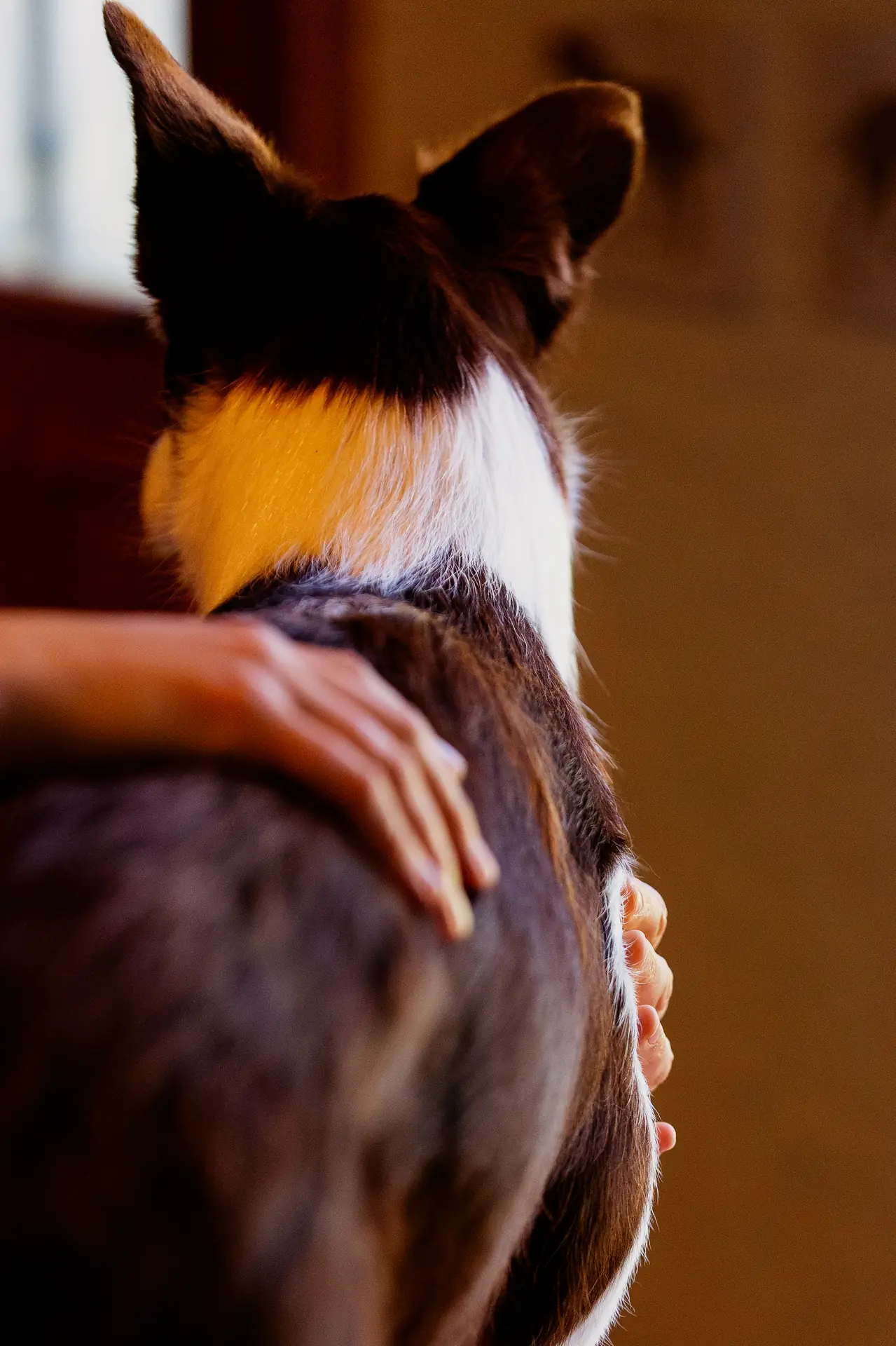 Palpation douce de l'encolure d'un chien lors d'un bilan ostéopathique