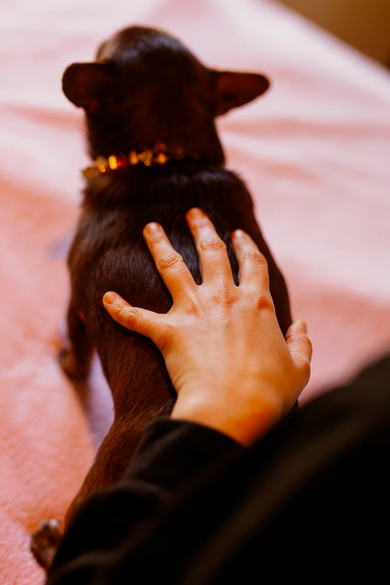 Petit chien sur table de soin, mains de l'ostéopathe sur le dos