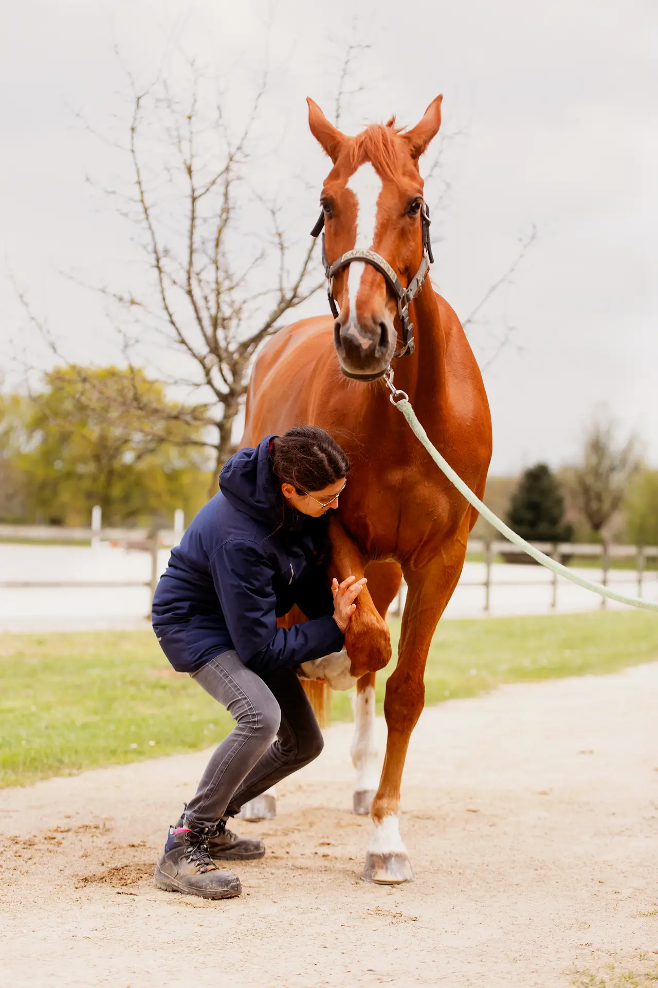 Examen ostéopathique de l'antérieur d'un cheval, palpation du membre