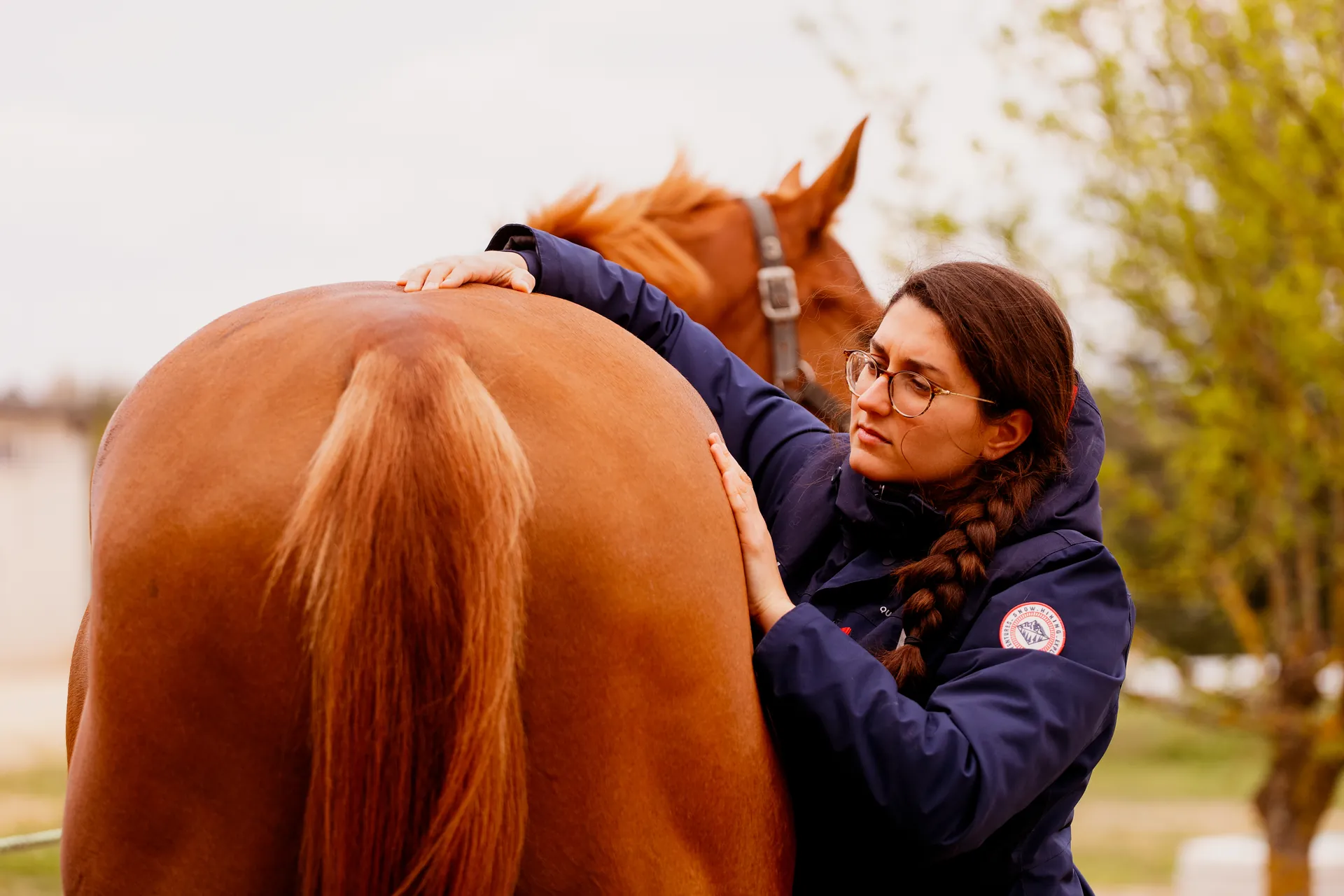 Palpation ostéopathique du dos d'un cheval pour identifier les chaînes de compensation