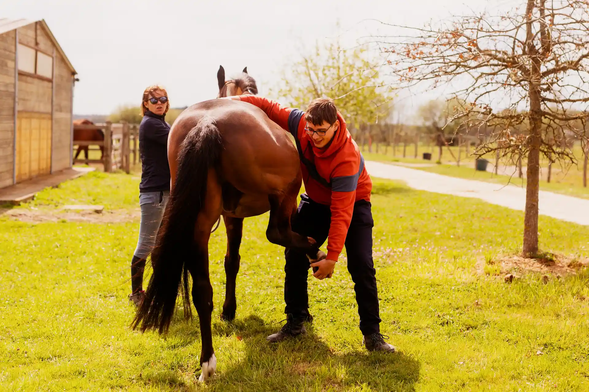 Palpation d'un postérieur de cheval pour identifier une boiterie