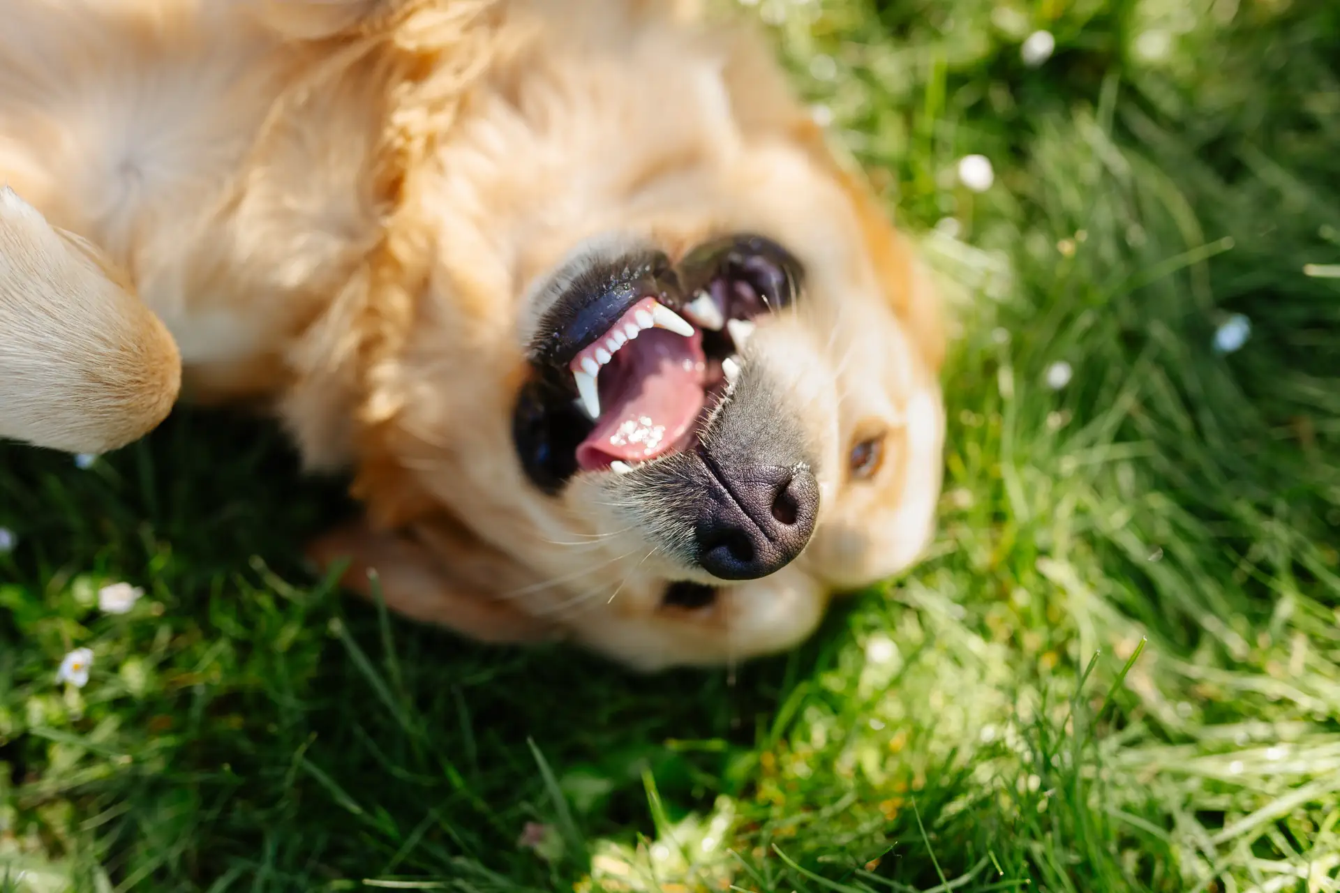 Ostéopathe pour chien sportif : préparer, soutenir et préserver votre compagnon 4 Golden retriever en séance d'ostéopathie sur l'herbe, vue du dos