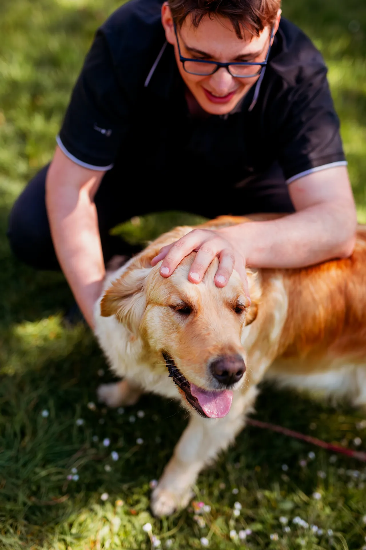 Technique crânienne sur un golden retriever, ostéopathie canine douce