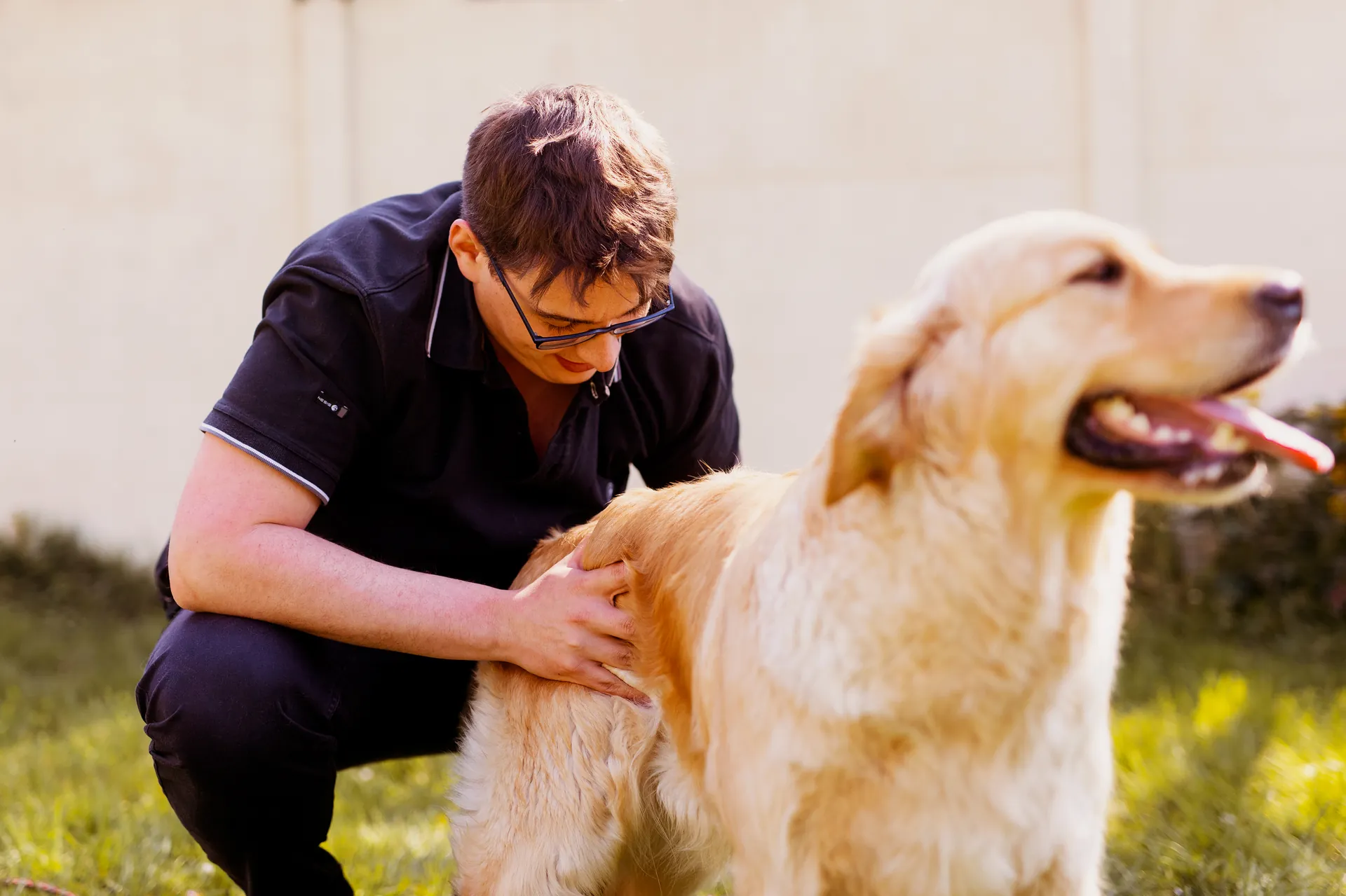 Praticien examinant la zone lombaire d'un golden retriever