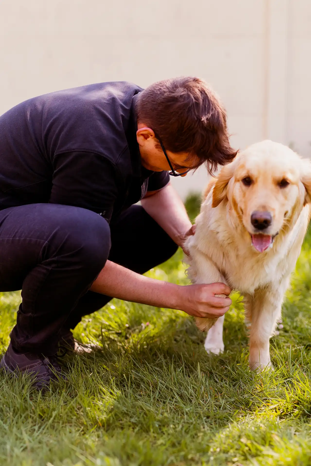 Ostéopathe animalier mobilisant la patte d'un golden retriever