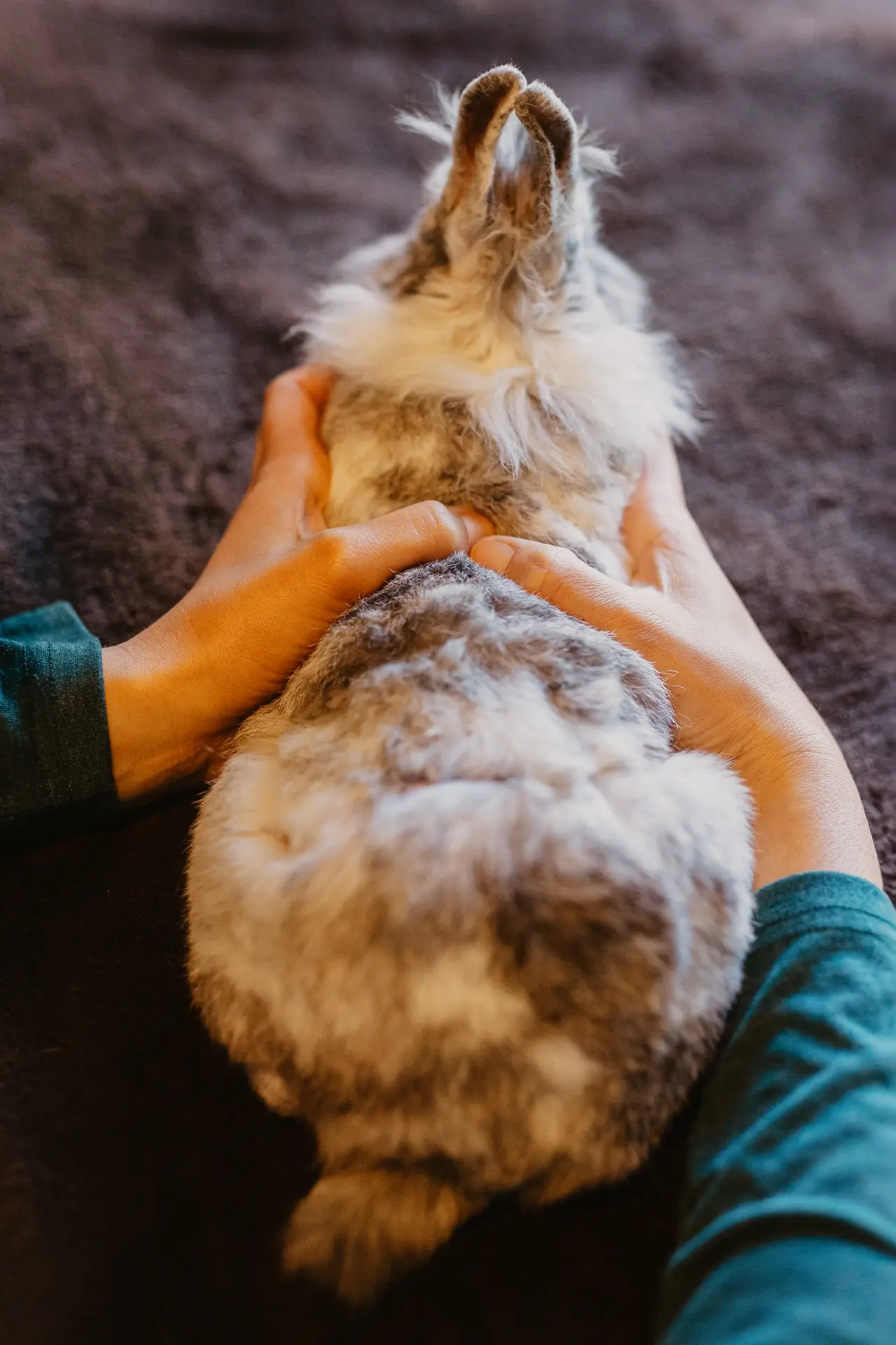 Palpation de la colonne vertébrale d'un lapin tête de lion lors d'une séance d'ostéopathie