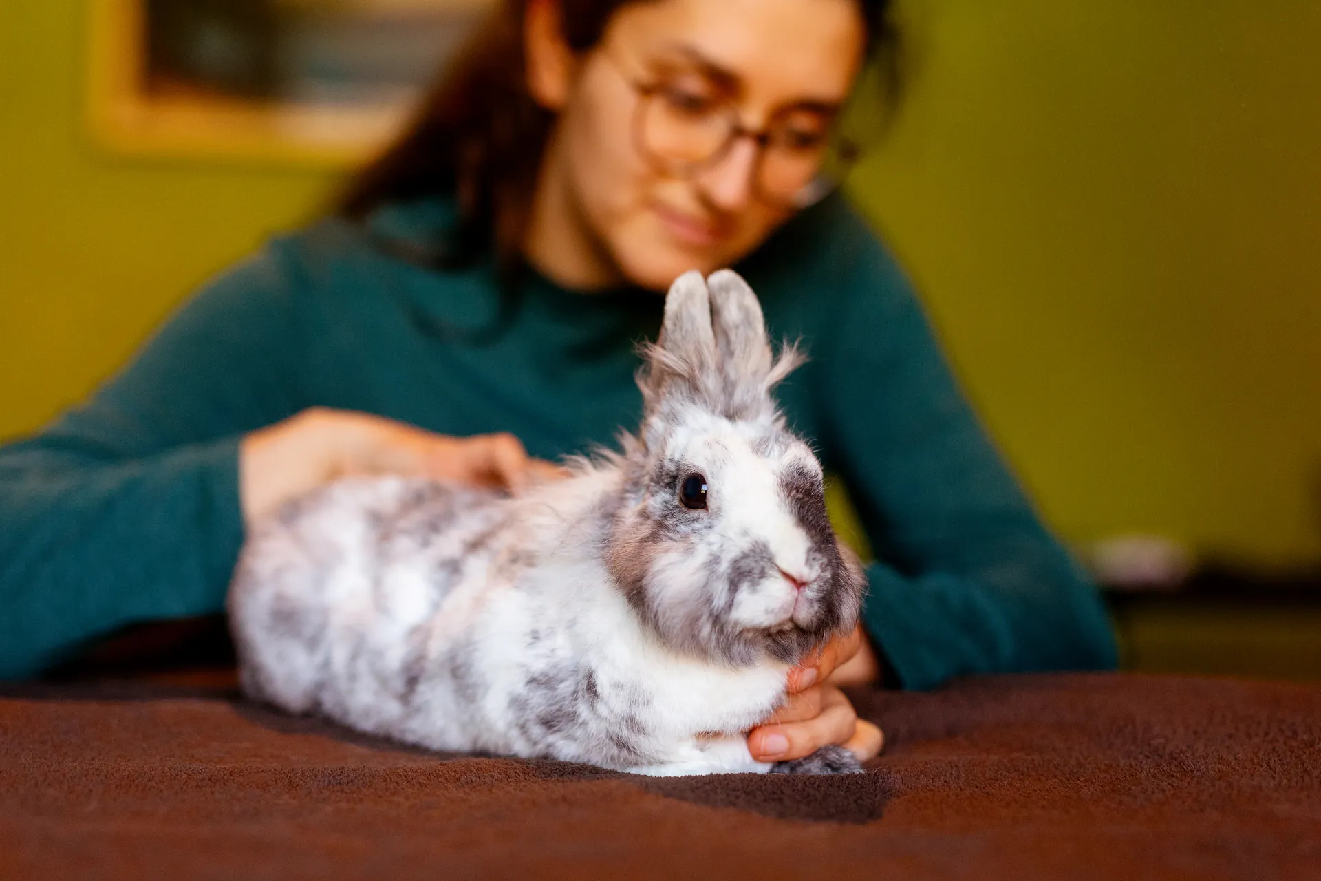 Lapin tête de lion gris en consultation d'ostéopathie sur table de soin