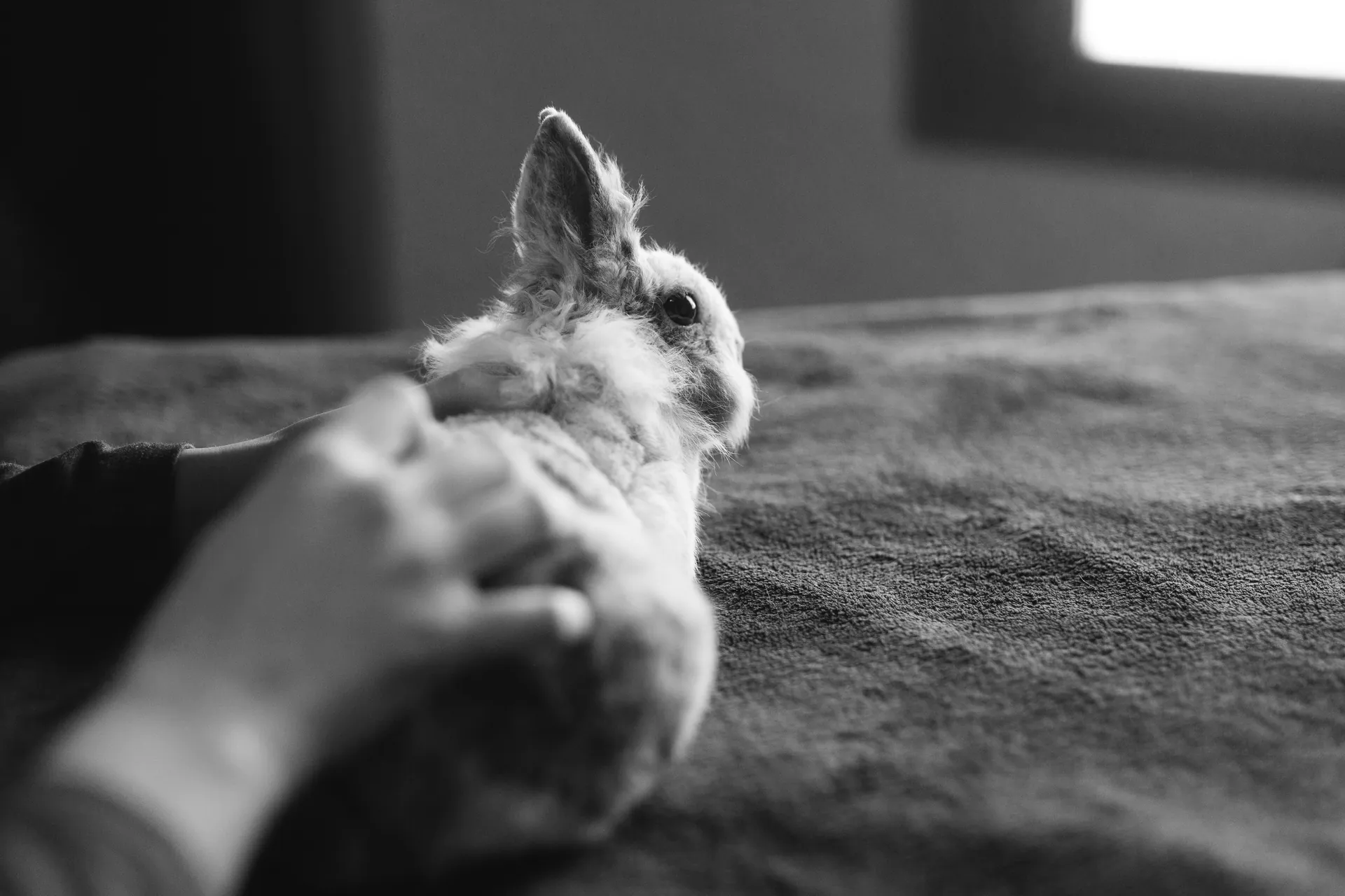 Lapin tête de lion en séance d'ostéopathie, photographie en noir et blanc